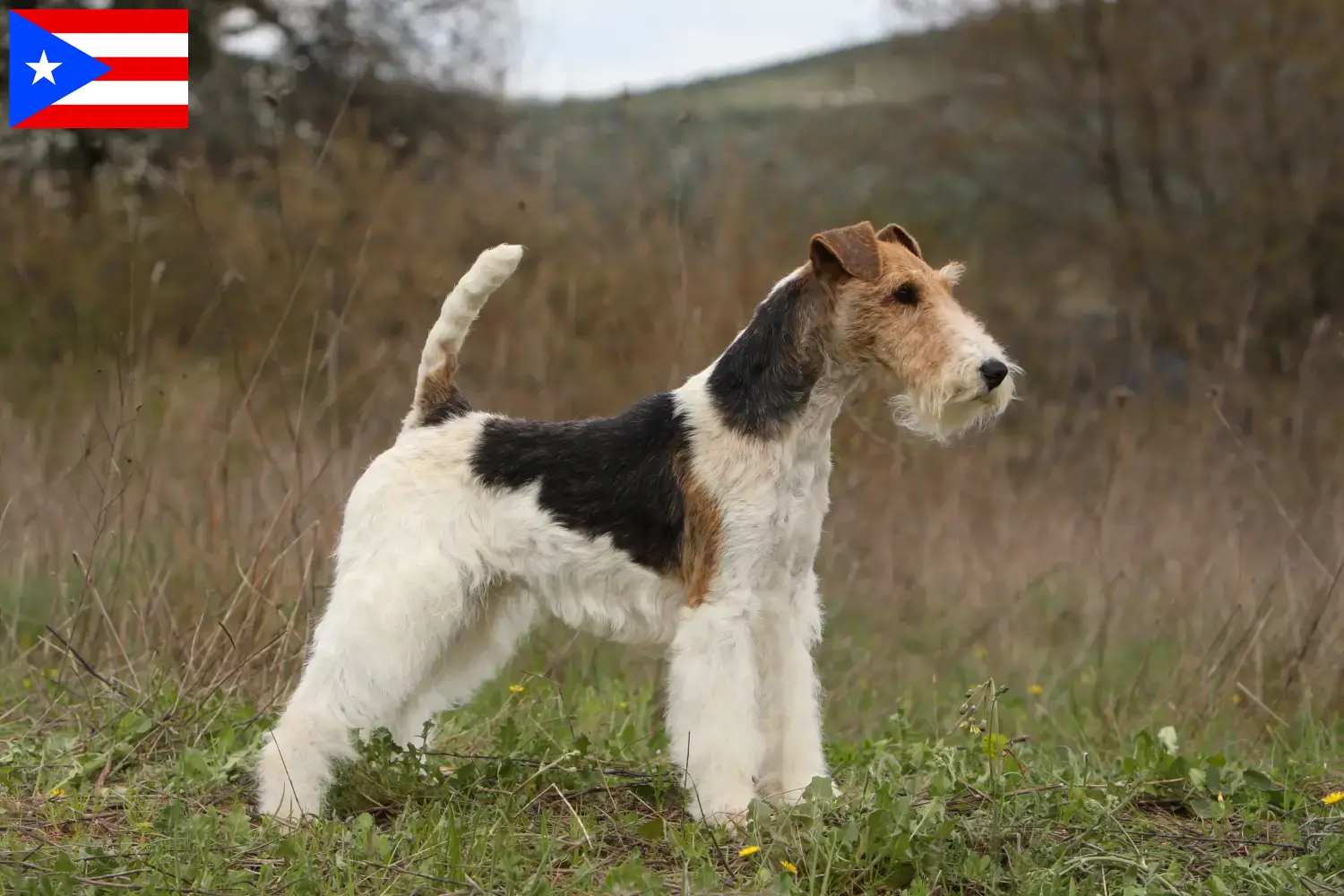 Fox Terrier puppies and breeder Puerto Rico Find Fox Terrier breeders in Puerto Rico here.