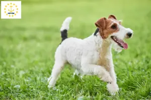 Read more about the article Fox Terrier Breeders and Puppies in Rhode Island