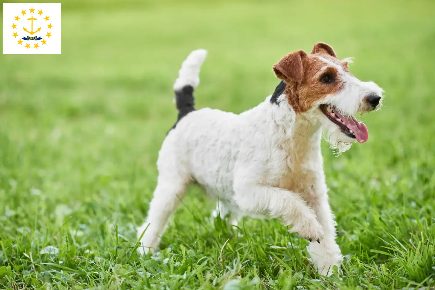 Fox Terrier puppies and breeders Rhode Island Find Rhode Island Fox Terrier breeders here.