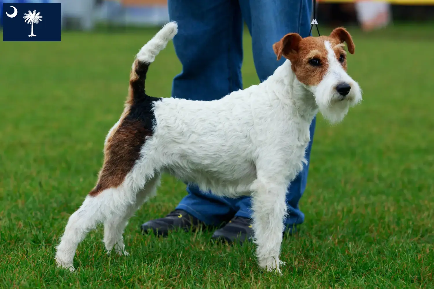 Read more about the article Fox Terrier Breeders and Puppies in South Carolina