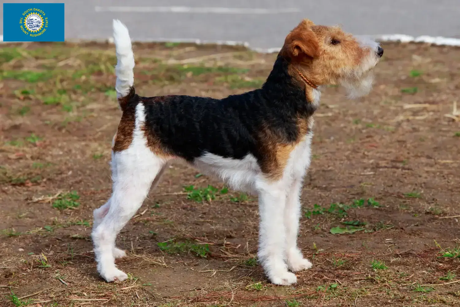 Read more about the article Fox Terrier Breeders and Puppies in South Dakota
