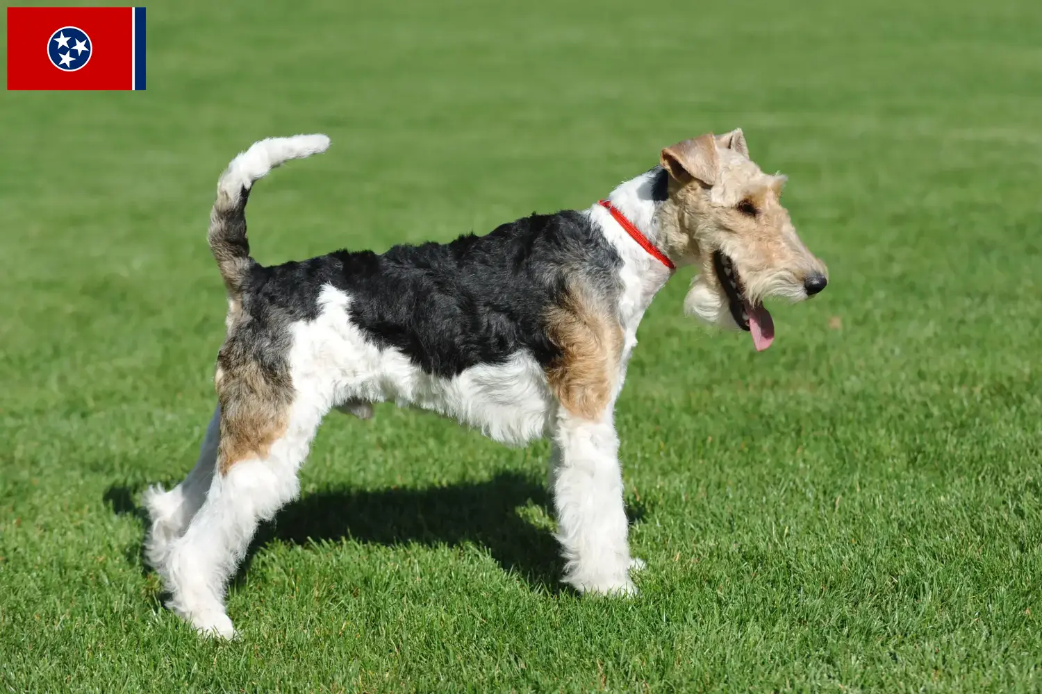 Read more about the article Fox Terrier breeders and puppies in Tennessee