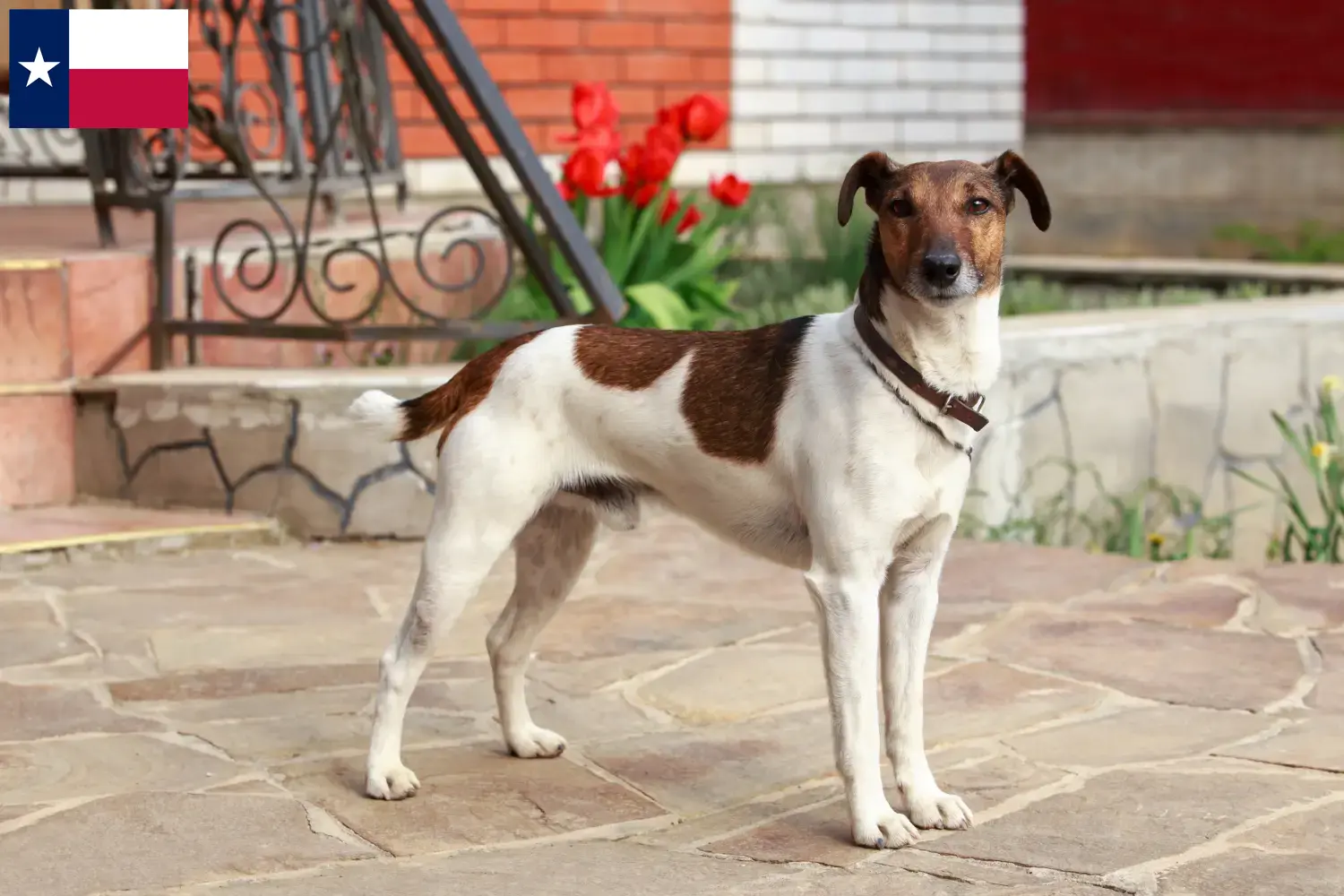 Read more about the article Fox Terrier breeders and puppies in Texas