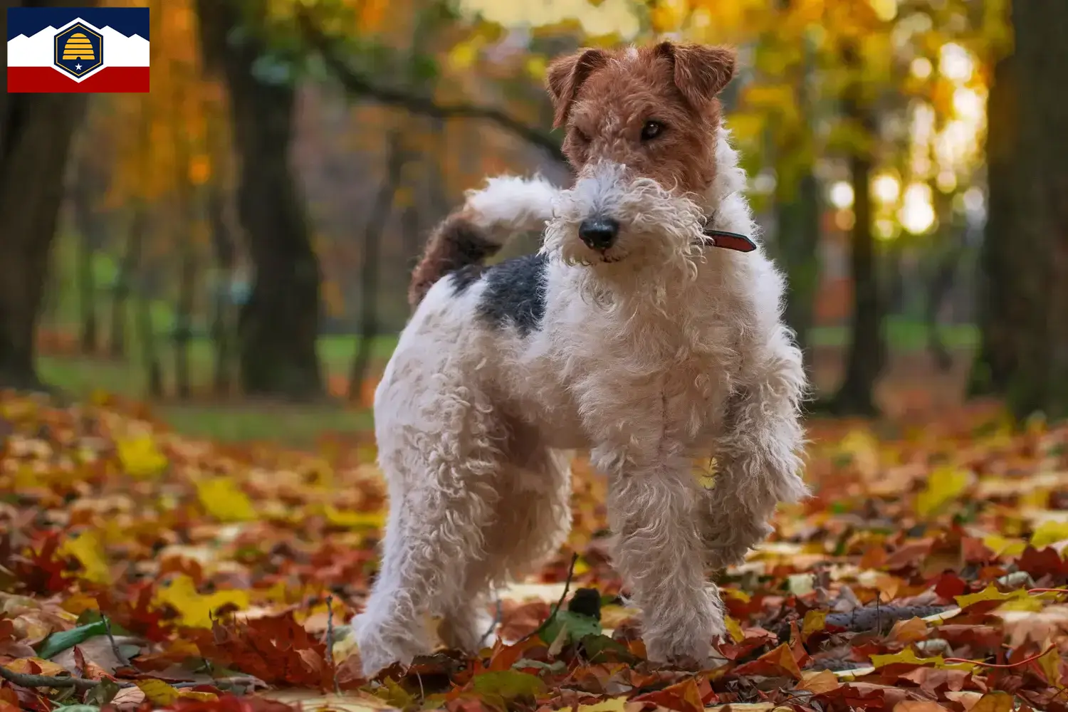 Read more about the article Fox Terrier breeders and puppies in Utah