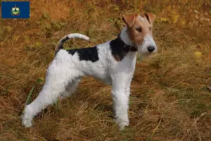 Read more about the article Fox Terrier breeders and puppies in Vermont