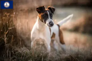 Read more about the article Fox Terrier breeders and puppies in Virginia