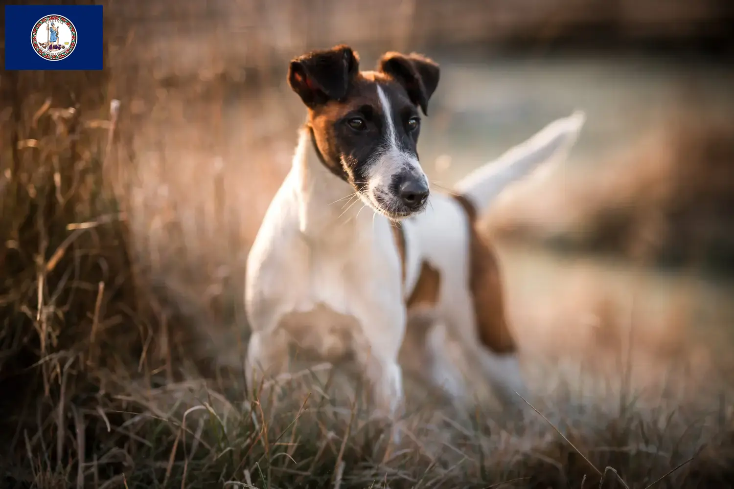 Read more about the article Fox Terrier breeders and puppies in Virginia