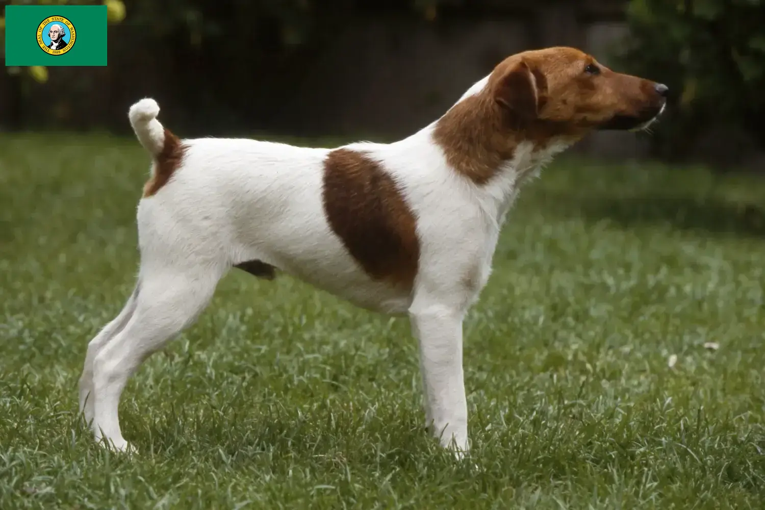 Read more about the article Fox Terrier breeders and puppies in Washington