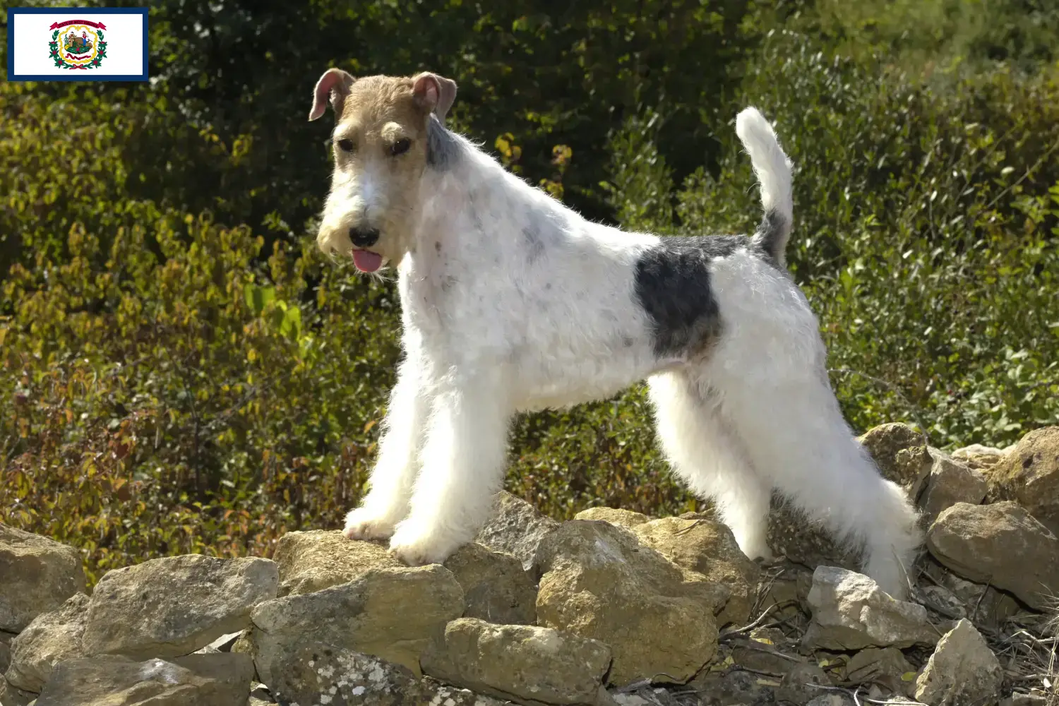 Read more about the article Fox Terrier Breeders and Puppies in West Virginia