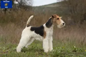 Read more about the article Fox Terrier breeders and puppies in Wisconsin