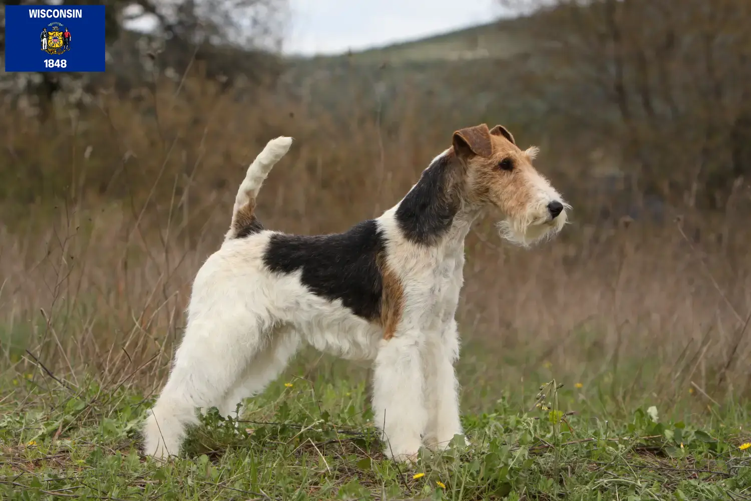 Read more about the article Fox Terrier breeders and puppies in Wisconsin