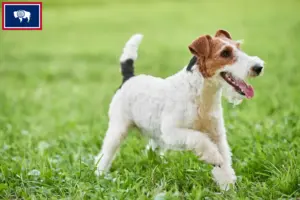 Read more about the article Fox Terrier Breeders and Puppies in Wyoming