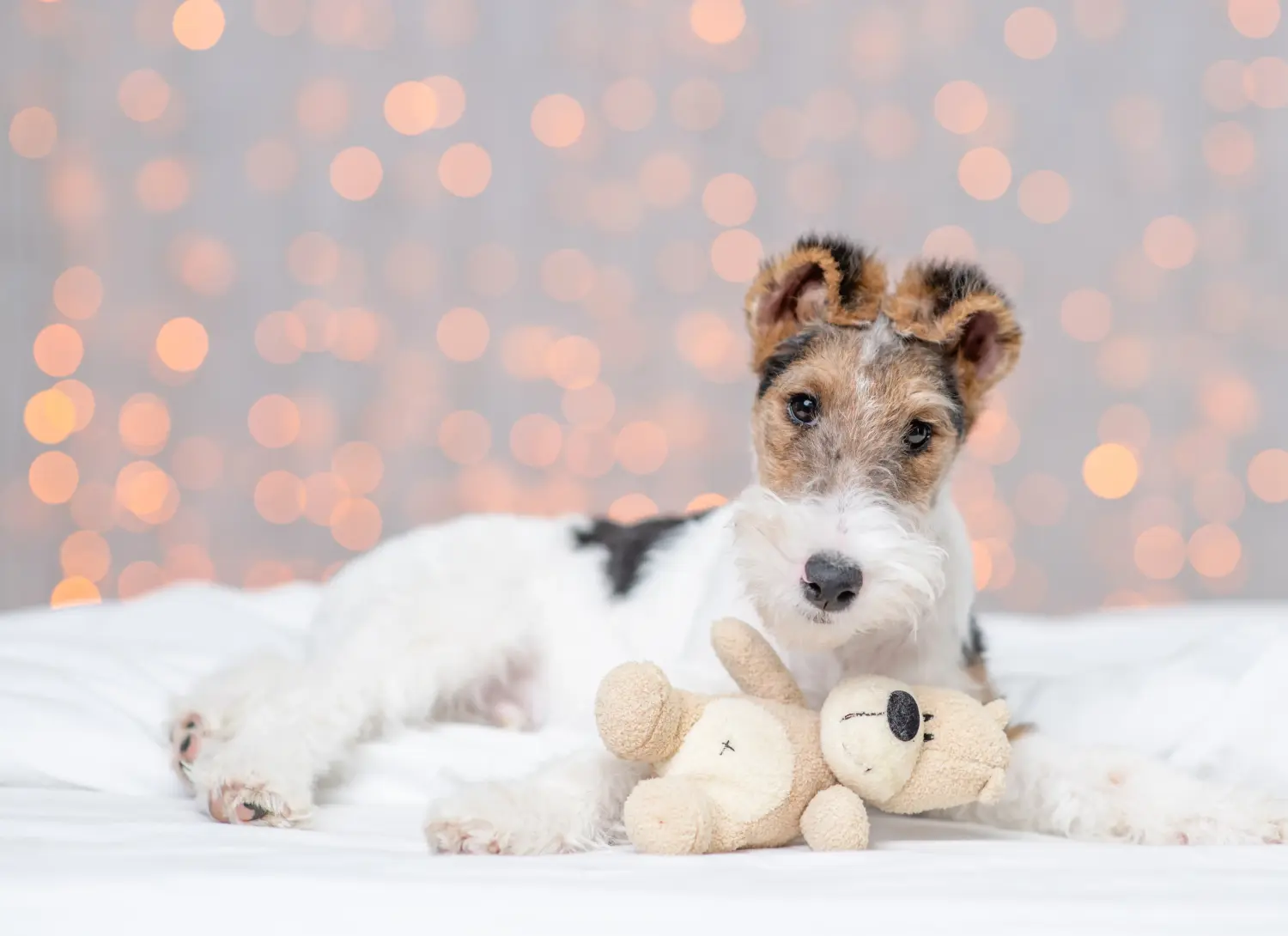 Buying a Fox Terrier puppy means taking responsibility! Buy Fox Terrier puppies.