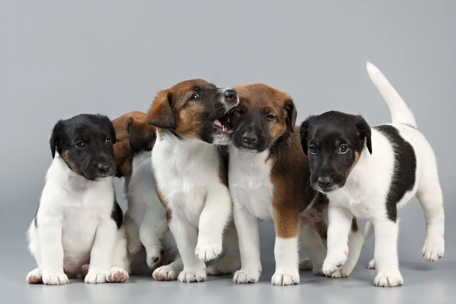 Buying a Fox Terrier puppy means taking responsibility! Buy Fox Terrier puppies.