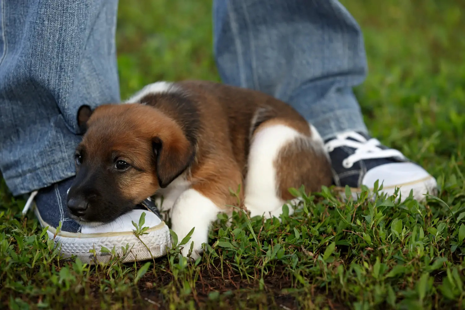 Buying a Fox Terrier puppy means taking responsibility! Buy Fox Terrier puppies.
