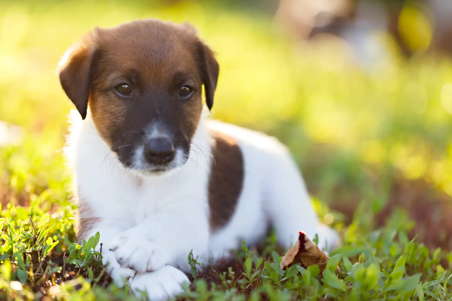 Buying a Fox Terrier puppy means taking responsibility! Buy Fox Terrier puppies.