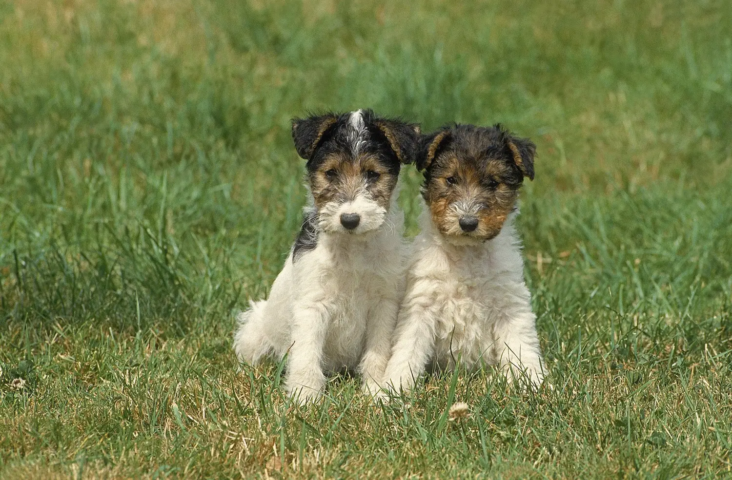 Buying a Fox Terrier puppy means taking responsibility! Buy Fox Terrier puppies.