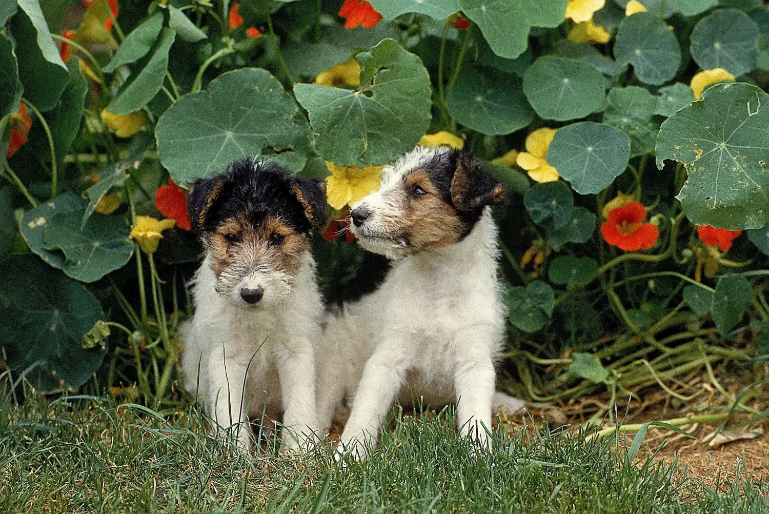 Buying a Fox Terrier puppy means taking responsibility! Buy Fox Terrier puppies.
