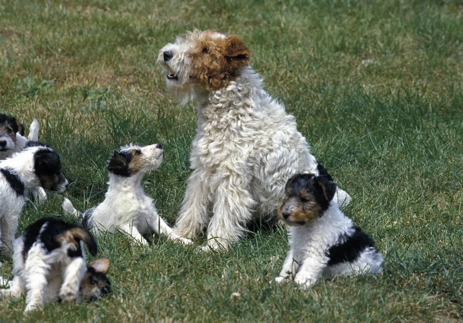 Buying a Fox Terrier puppy means taking responsibility! Buy Fox Terrier puppies.