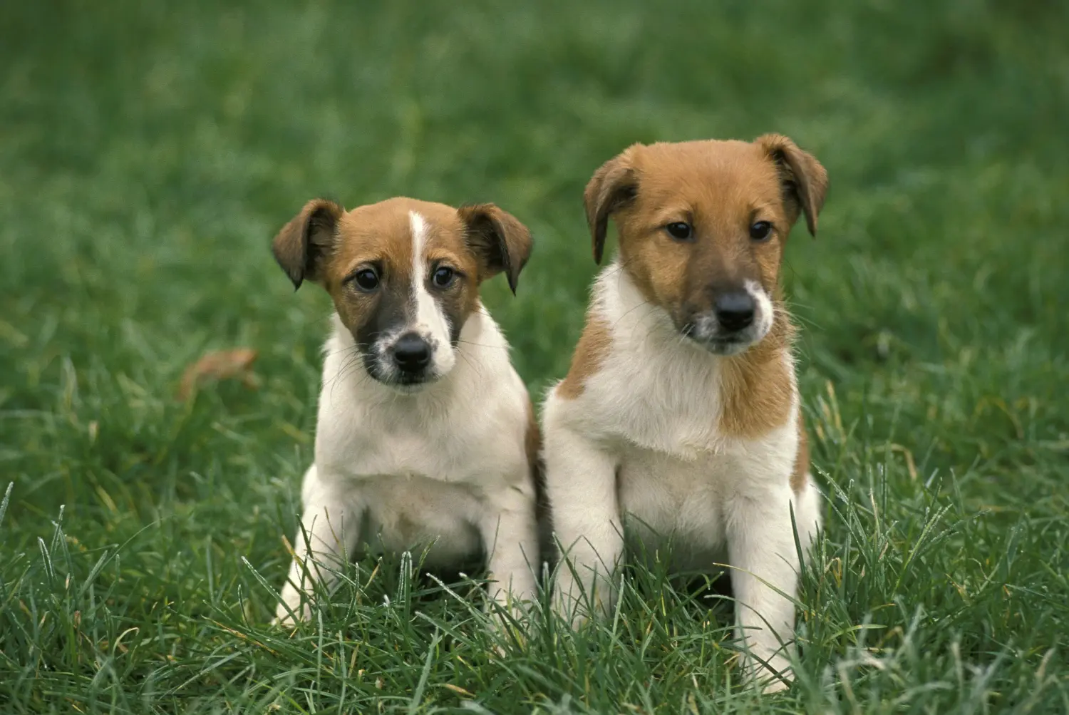 Buying a Fox Terrier puppy means taking responsibility! Buy Fox Terrier puppies.