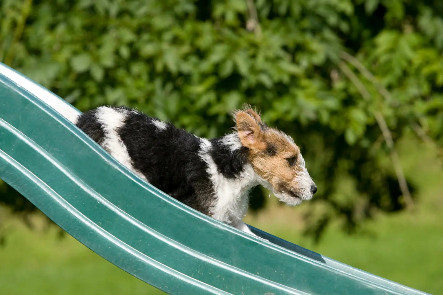 Buying a Fox Terrier puppy means taking responsibility! Buy Fox Terrier puppies.