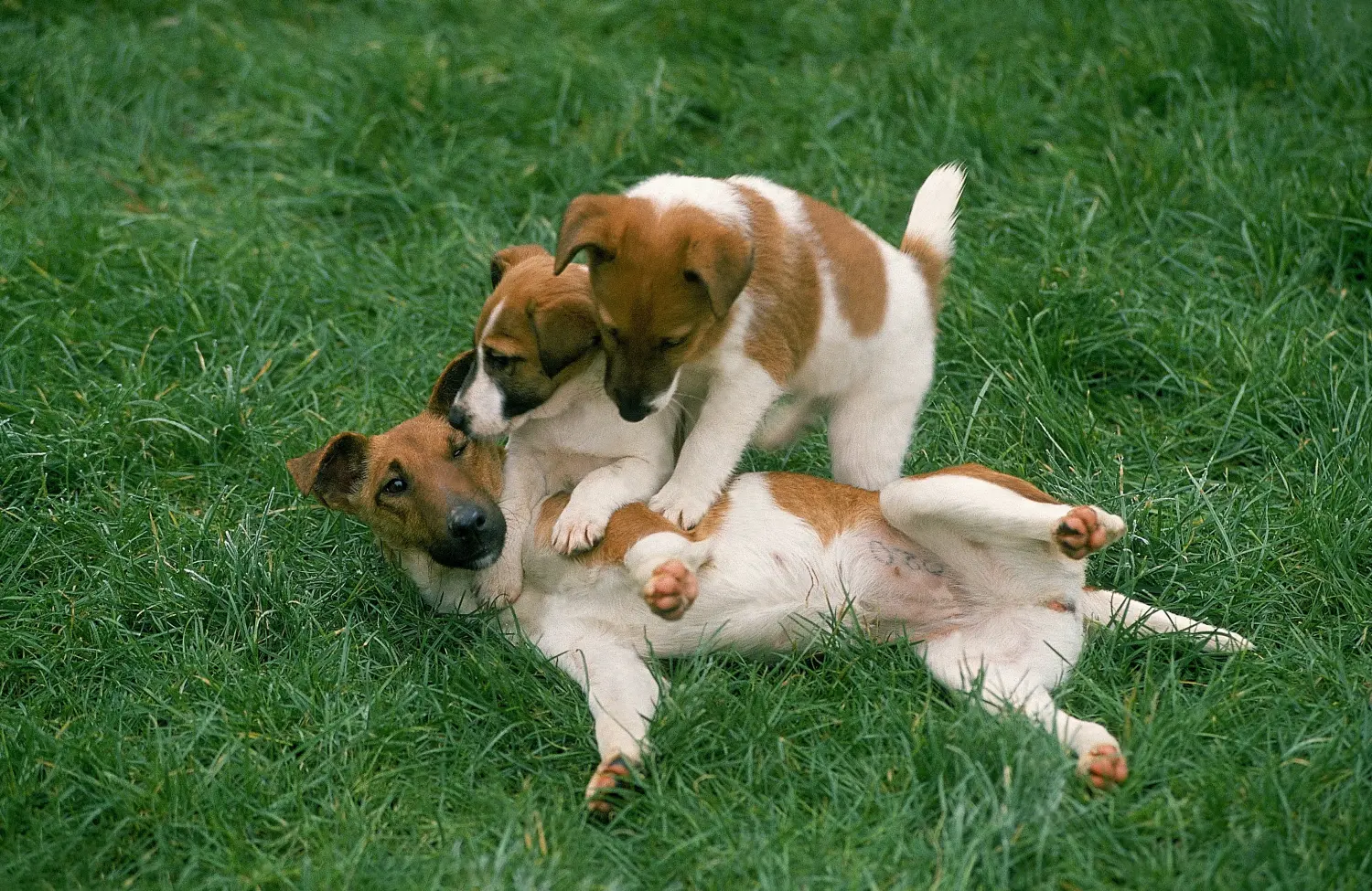 Buying a Fox Terrier puppy means taking responsibility! Buy Fox Terrier puppies.