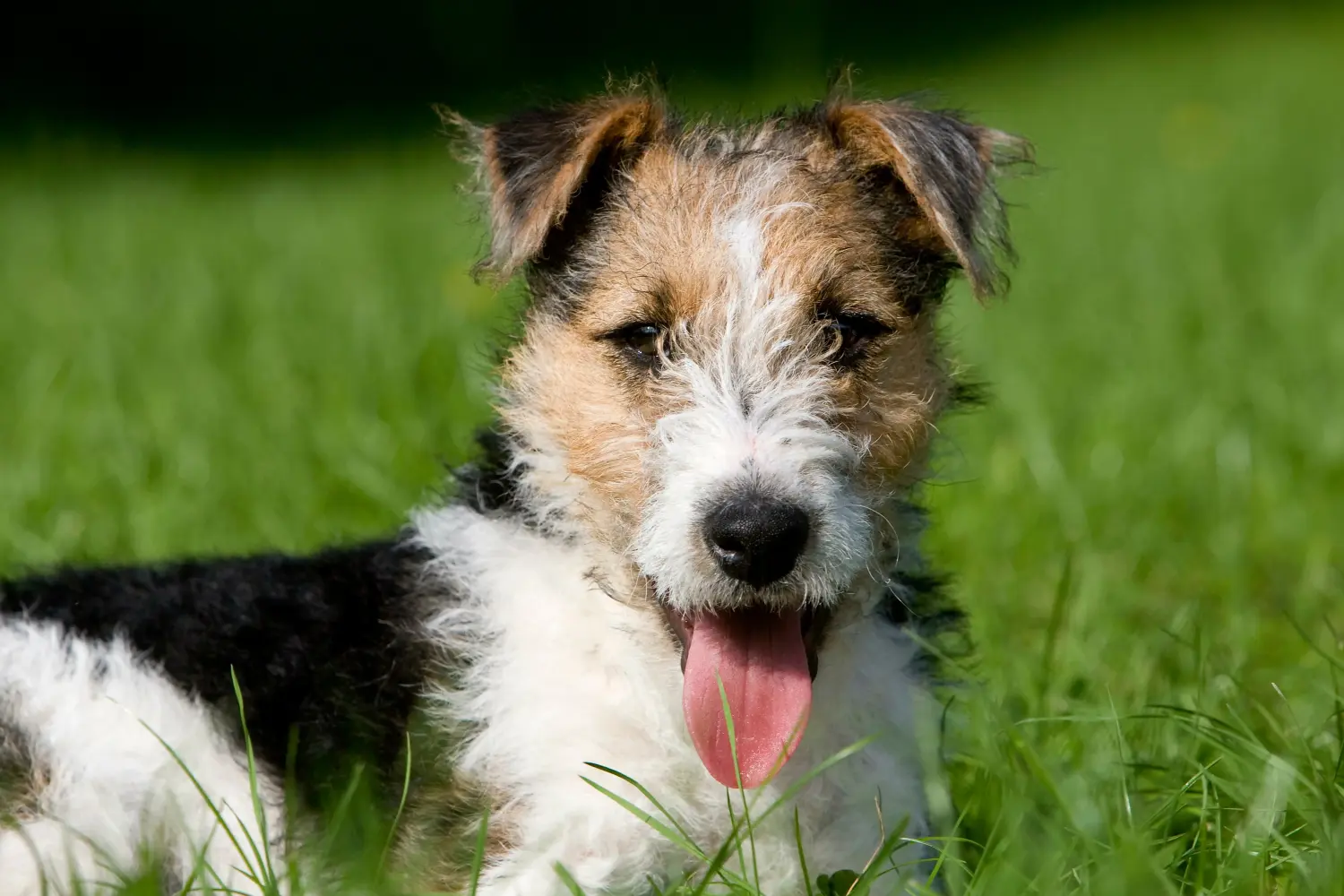 Buying a Fox Terrier puppy means taking responsibility! Buy Fox Terrier puppies.
