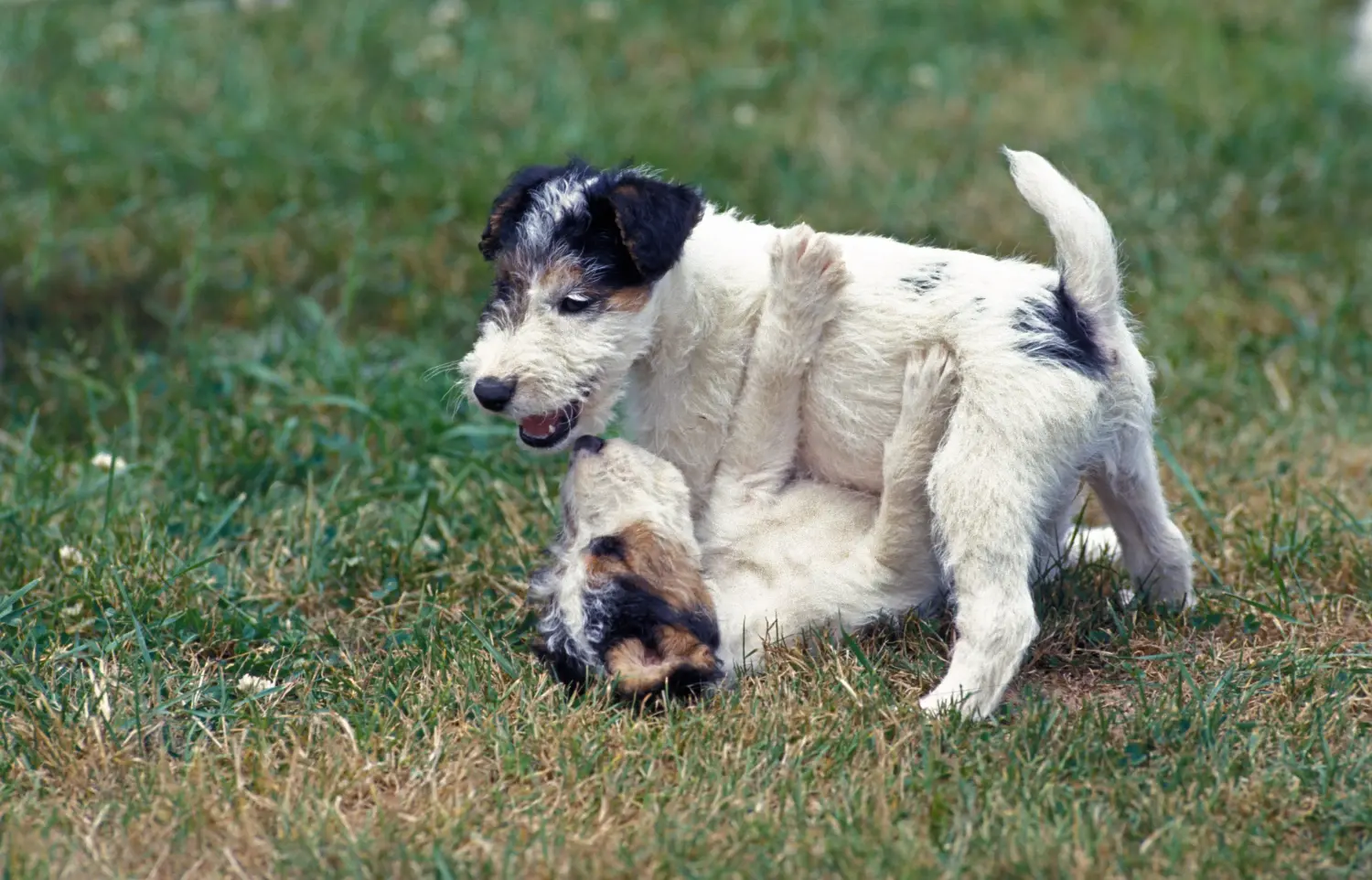 Buying a Fox Terrier puppy means taking responsibility! Buy Fox Terrier puppies.