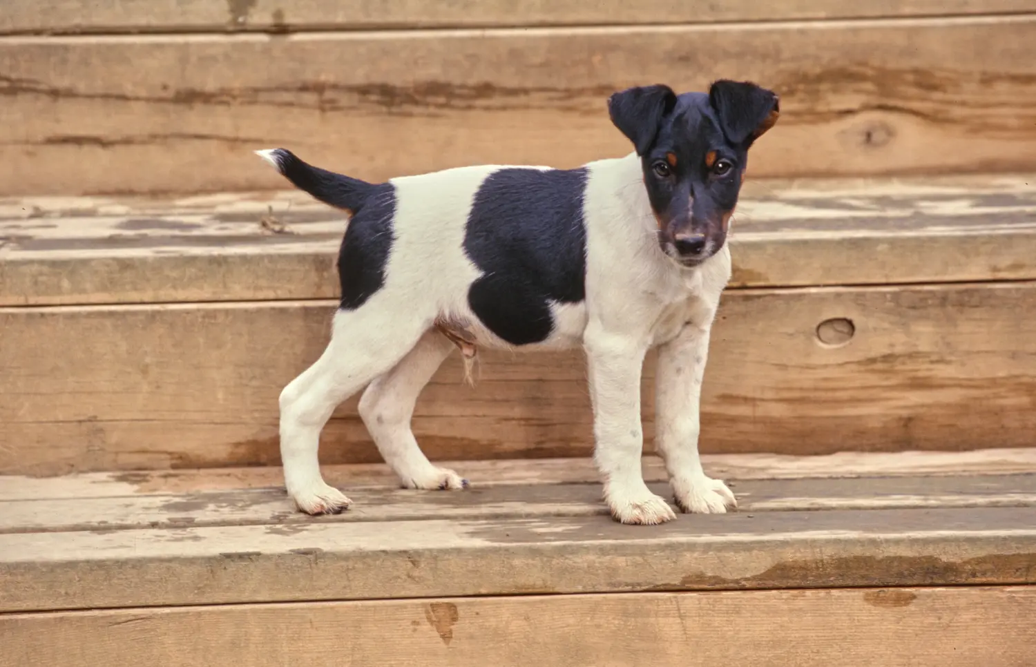 Buying a Fox Terrier puppy means taking responsibility! Buy Fox Terrier puppies.