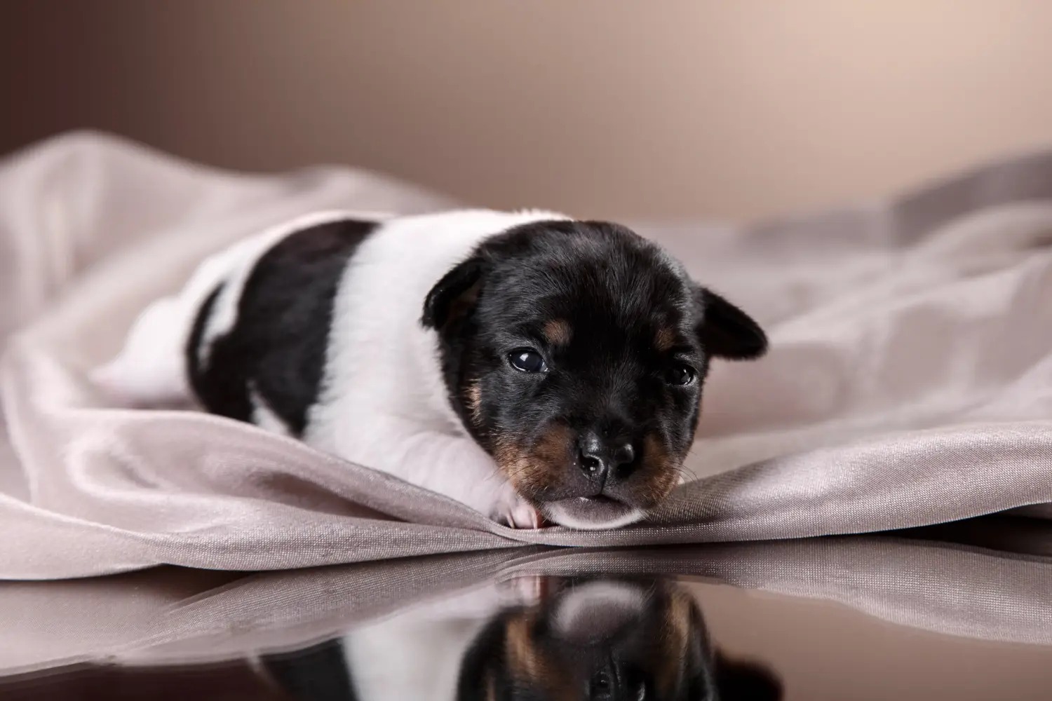 Buying a Fox Terrier puppy means taking responsibility! Buy Fox Terrier puppies.