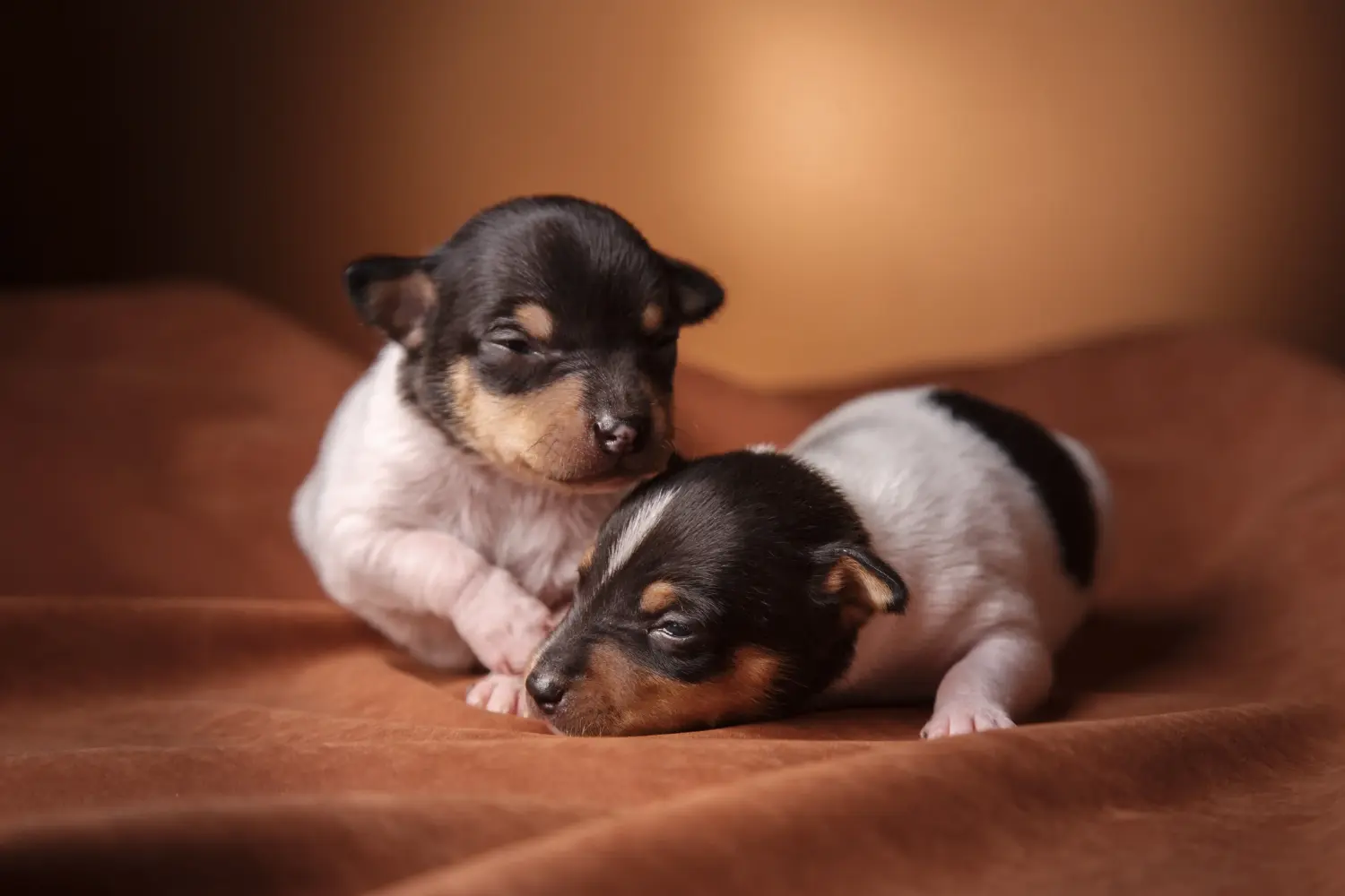 Buying a Fox Terrier puppy means taking responsibility! Buy Fox Terrier puppies.