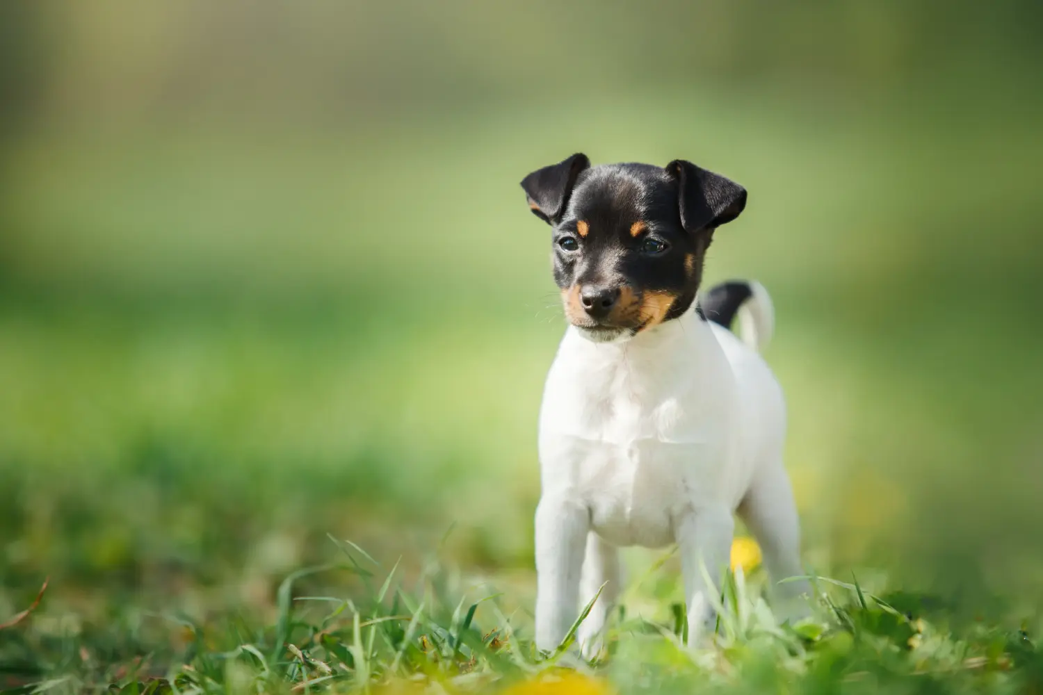 Buying a Fox Terrier puppy means taking responsibility! Buy Fox Terrier puppies.