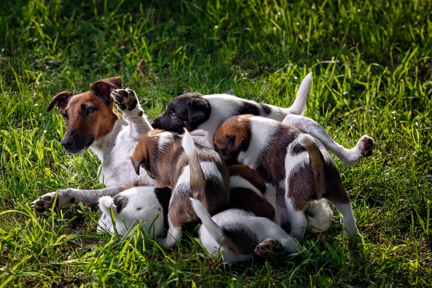 Buying a Fox Terrier puppy means taking responsibility! Buy Fox Terrier puppies.