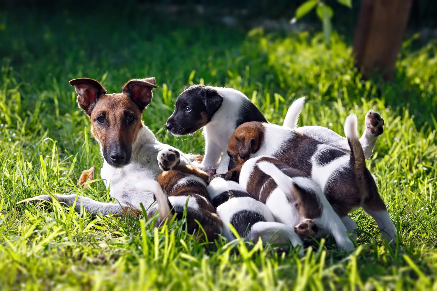 Buying a Fox Terrier puppy means taking responsibility! Buy Fox Terrier puppies.