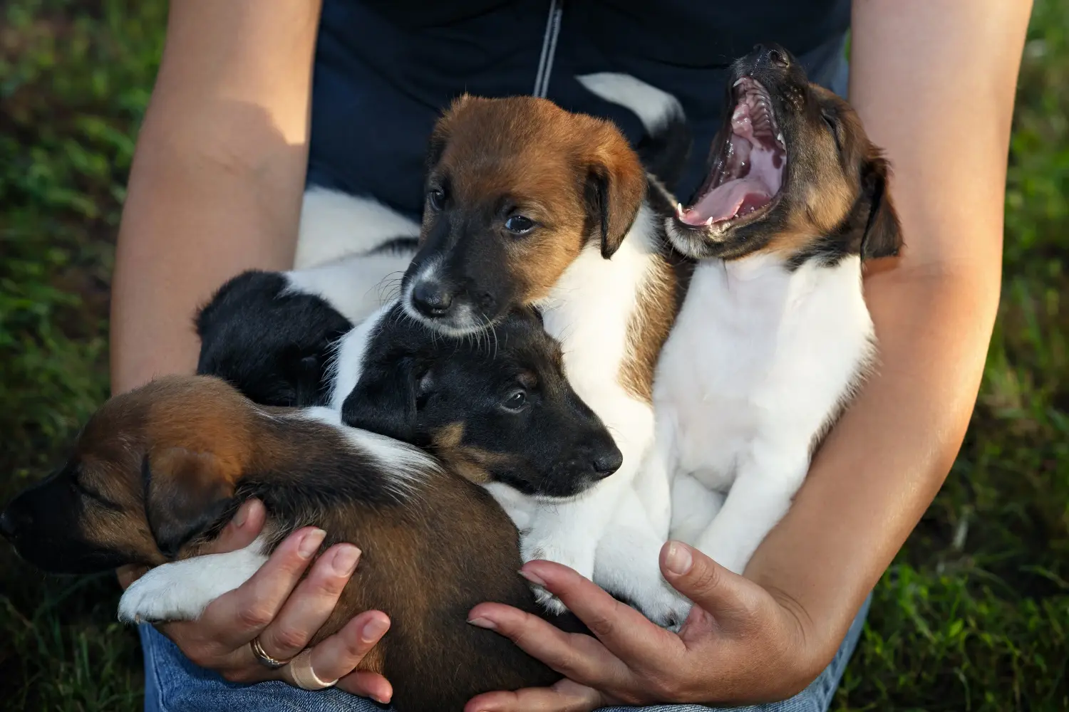 Buying a Fox Terrier puppy means taking responsibility! Buy Fox Terrier puppies.