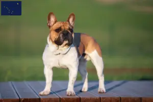 Read more about the article French Bulldog breeders and puppies in Alaska