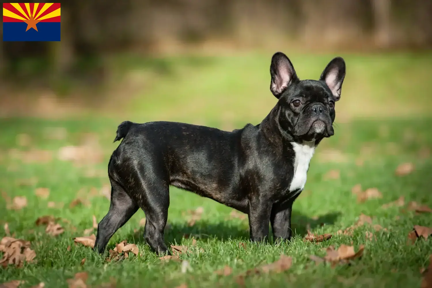 French Bulldog puppies and breeder Arizona Find French Bulldog breeders in Arizona here.