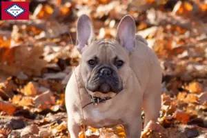 Read more about the article French Bulldog breeders and puppies in Arkansas