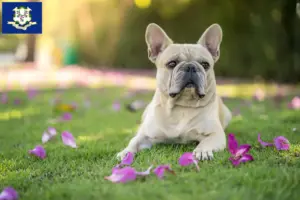 Read more about the article French Bulldog breeders and puppies in Connecticut