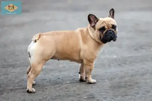 Read more about the article French Bulldog breeders and puppies in Delaware