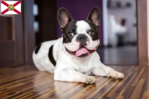 Read more about the article French Bulldog breeders and puppies in Florida