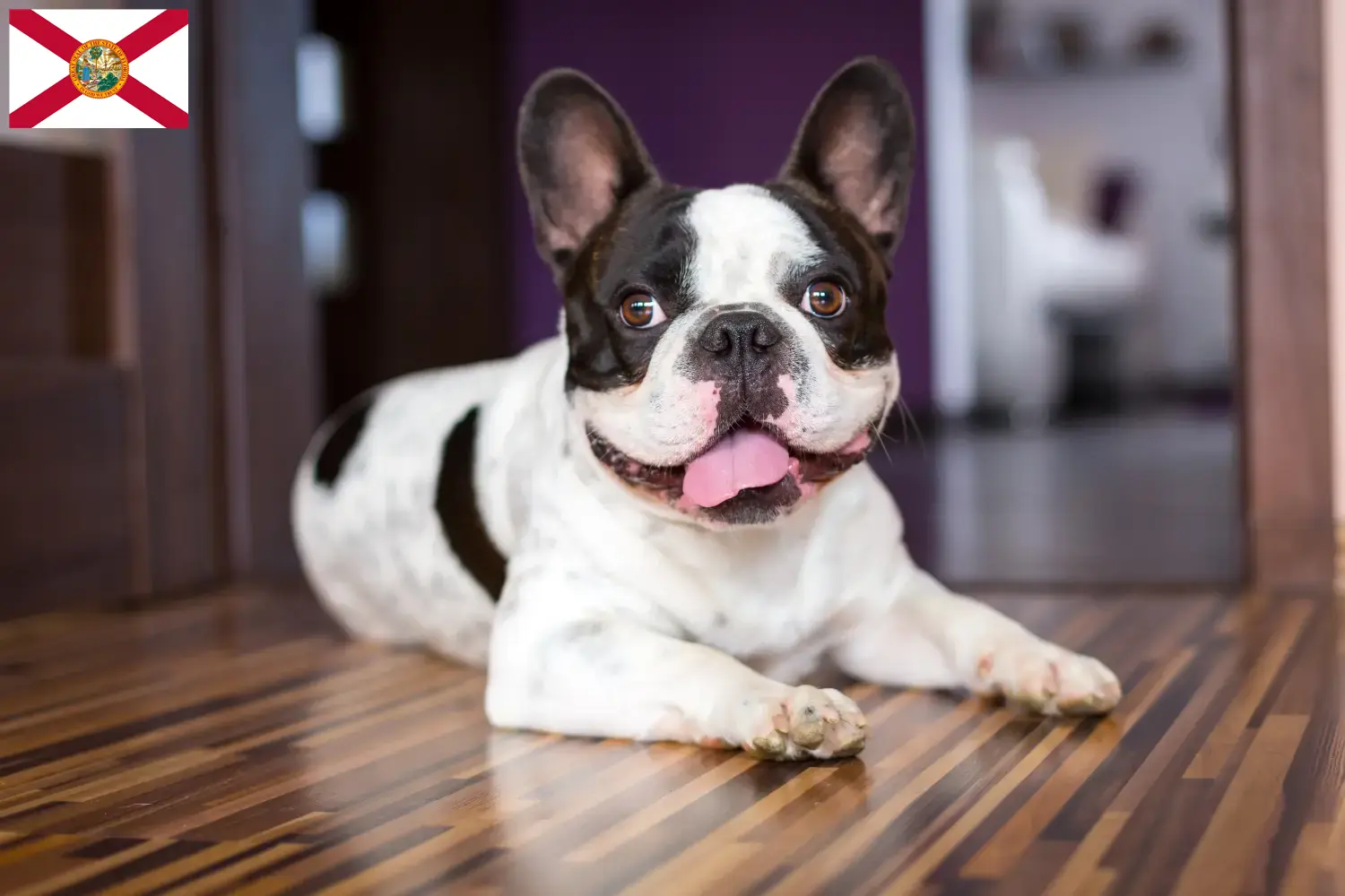 French Bulldog puppies and breeders Florida Find French Bulldog breeders in Florida here.