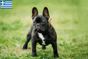 Read more about the article French Bulldog breeders and puppies in Greece