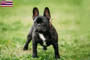 Read more about the article French Bulldog breeders and puppies in Hawaii