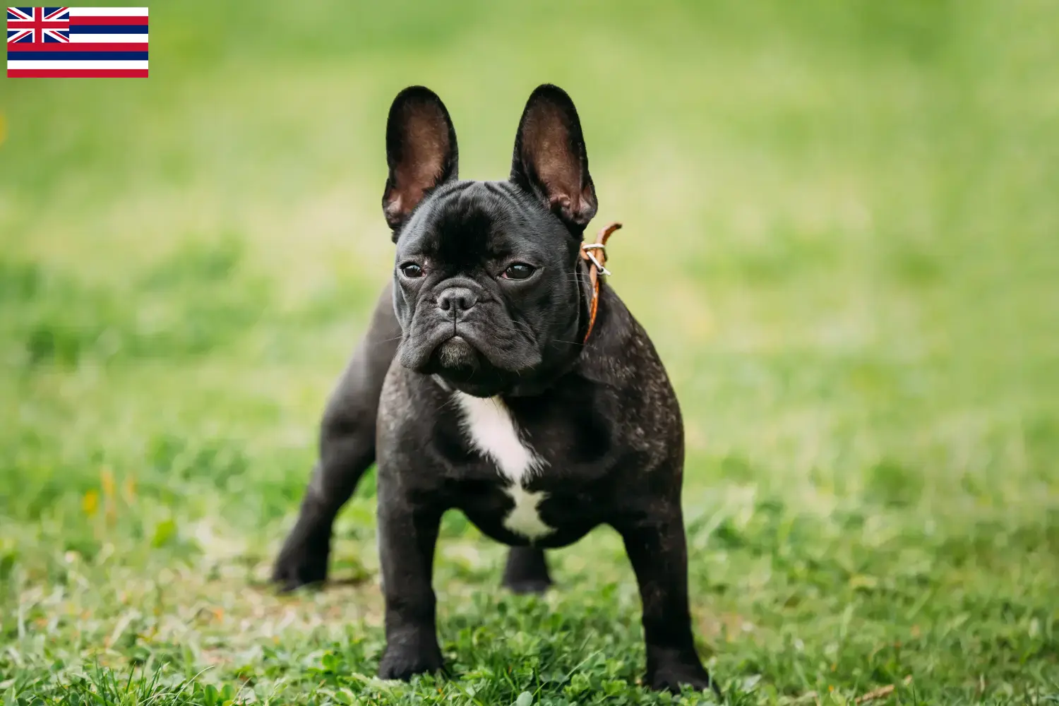 French Bulldog puppies and breeder Hawaii Find French Bulldog breeders in Hawaii here.