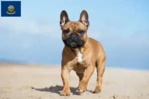 Read more about the article French Bulldog breeders and puppies in Idaho