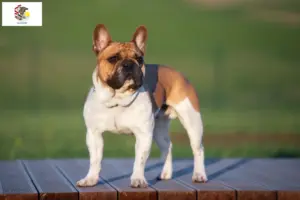 Read more about the article French Bulldog breeders and puppies in Illinois