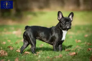 Read more about the article French Bulldog breeders and puppies in Indiana