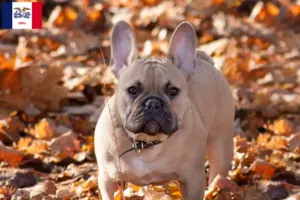 Read more about the article French Bulldog breeders and puppies in Iowa