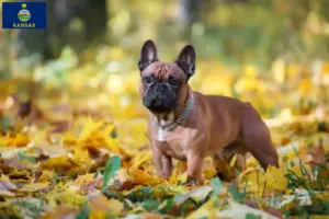 Read more about the article French Bulldog breeders and puppies in Kansas